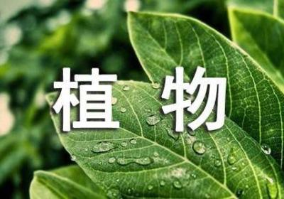 适合女孩的开店好项目:经营植物馆月赚上万