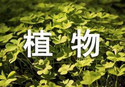 小本创业项目：DIY植物宠物