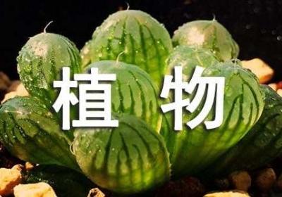 金点子：植物能长出塑料和金子